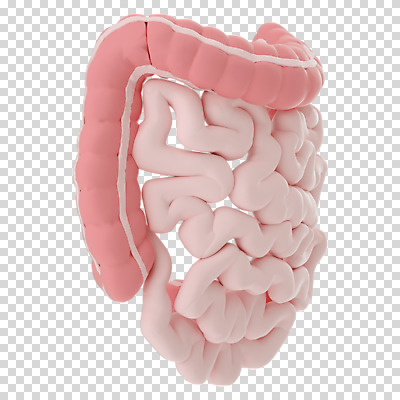 편집 편집이미지 누끼 사람없음 3D소스 3D 장기 디지털합성 대장 소장 PNG 편집소스 신체 장기_의학 파일형식