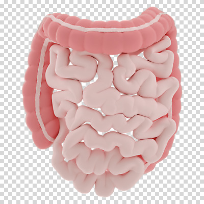 편집 편집이미지 누끼 사람없음 3D소스 3D 장기 디지털합성 대장 소장 PNG 편집소스 신체 장기_의학 파일형식
