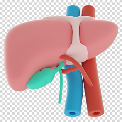 편집 편집이미지 누끼 사람없음 3D소스 3D 장기 디지털합성 간 동맥 정맥 PNG 편집소스 신체 장기_의학 혈관 파일형식
