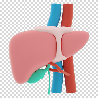 편집 편집이미지 누끼 사람없음 3D소스 3D 장기 디지털합성 간 동맥 정맥 PNG 편집소스 신체 장기_의학 혈관 파일형식
