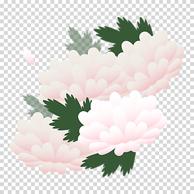 편집이미지 꽃잎 분홍색 잎 국화 누끼 사람없음 PNG 식물 꽃 컬러 파일형식