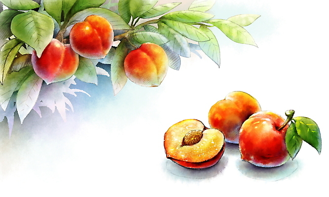 PSD 백그라운드 잎 일러스트 붓터치 단면 씨앗 풍경 사람없음 빨간색 여름 번짐 자두 국내일러스트 식물 계절 컬러 과일 파일형식 효과