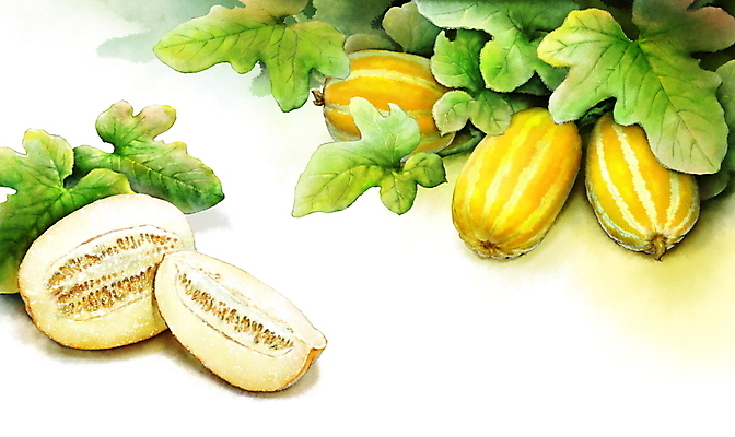 PSD 백그라운드 잎 일러스트 붓터치 단면 풍경 사람없음 여름 노란색 번짐 참외 과채 국내일러스트 식물 계절 컬러 채소 과일 파일형식 효과