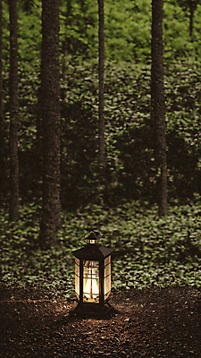 JPG 주간 나무 편집이미지 사람없음 야외 빛 랜턴 숲속 숲 편집실사 AI포토 AI콘텐츠 자연요소 식물 조명 CG 파일형식