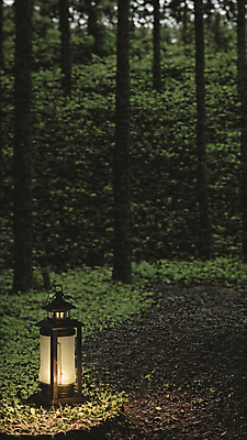 JPG 주간 나무 편집이미지 사람없음 야외 빛 랜턴 숲속 숲 땅바닥 편집실사 AI포토 AI콘텐츠 자연요소 식물 조명 바닥 CG 파일형식