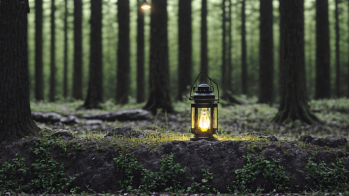 JPG 주간 나무 편집이미지 사람없음 야외 아웃포커스 빛 랜턴 풀 숲속 숲 땅바닥 편집실사 AI포토 AI콘텐츠 자연요소 식물 조명 바닥 촬영기법 CG 파일형식