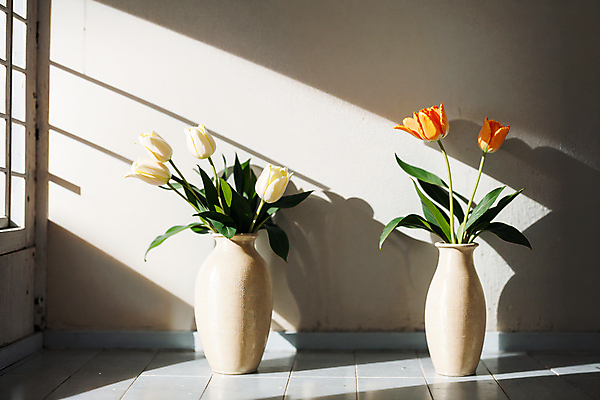 JPG 스튜디오촬영 편집이미지 실내 그림자 사람없음 빛 꽃병 주황색 튤립 흰색 창가 편집실사 AI포토 AI콘텐츠 꽃 컬러 창문 내부 CG 파일형식