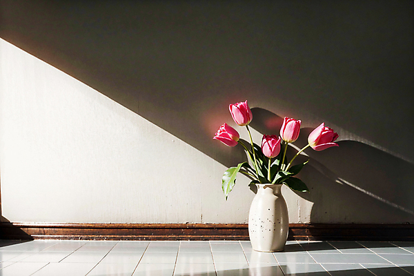 JPG 스튜디오촬영 편집이미지 벽 분홍색 실내 그림자 사람없음 빛 꽃병 튤립 편집실사 AI포토 AI콘텐츠 꽃 컬러 내부 CG 파일형식