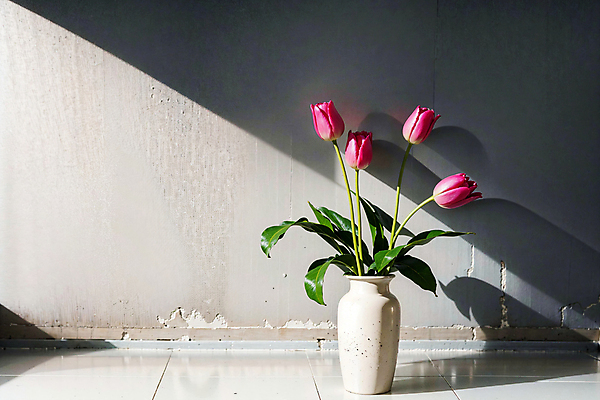 JPG 스튜디오촬영 편집이미지 벽 분홍색 실내 그림자 사람없음 빛 꽃병 튤립 편집실사 AI포토 AI콘텐츠 꽃 컬러 내부 CG 파일형식