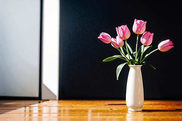 JPG 스튜디오촬영 편집이미지 분홍색 실내 그림자 사람없음 빛 꽃병 튤립 편집실사 AI포토 AI콘텐츠 꽃 컬러 내부 CG 파일형식