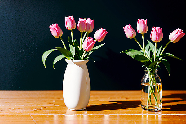 JPG 스튜디오촬영 편집이미지 분홍색 유리병 실내 그림자 사람없음 빛 꽃병 튤립 편집실사 AI포토 AI콘텐츠 꽃 컬러 병_용기 내부 CG 파일형식