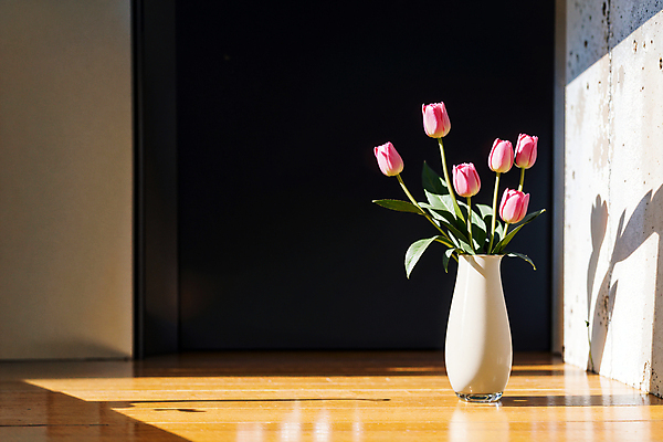 JPG 스튜디오촬영 편집이미지 분홍색 실내 그림자 사람없음 빛 꽃병 튤립 편집실사 AI포토 AI콘텐츠 꽃 컬러 내부 CG 파일형식
