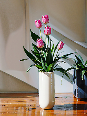 JPG 스튜디오촬영 편집이미지 분홍색 실내 그림자 사람없음 빛 꽃병 튤립 편집실사 AI포토 AI콘텐츠 꽃 컬러 내부 CG 파일형식