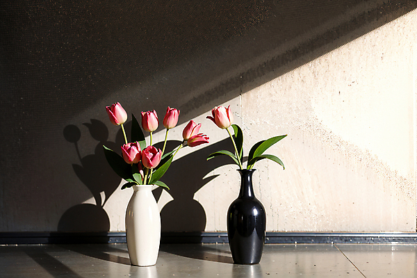 JPG 스튜디오촬영 편집이미지 벽 분홍색 실내 그림자 사람없음 빛 꽃병 튤립 편집실사 AI포토 AI콘텐츠 꽃 컬러 내부 CG 파일형식