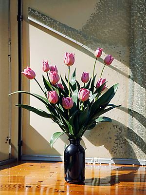 JPG 스튜디오촬영 편집이미지 벽 분홍색 실내 그림자 사람없음 빛 꽃병 튤립 편집실사 AI포토 AI콘텐츠 꽃 컬러 내부 CG 파일형식