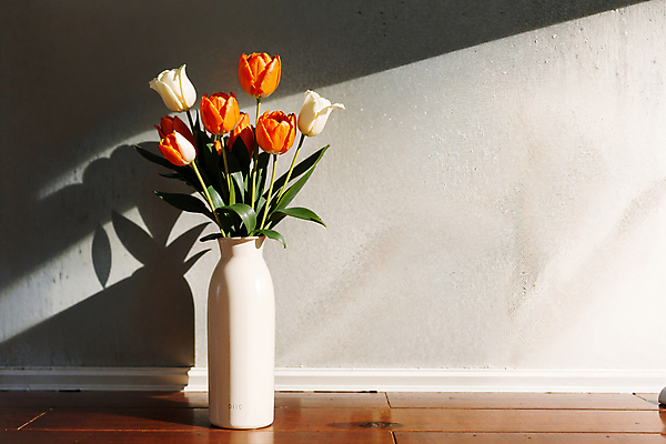 JPG 스튜디오촬영 편집이미지 벽 실내 그림자 사람없음 빛 꽃병 주황색 튤립 편집실사 AI포토 AI콘텐츠 꽃 컬러 내부 CG 파일형식