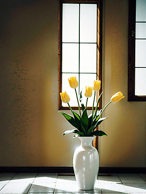 JPG 스튜디오촬영 편집이미지 창문 실내 그림자 사람없음 빛 노란색 꽃병 튤립 편집실사 AI포토 AI콘텐츠 꽃 컬러 내부 CG 파일형식