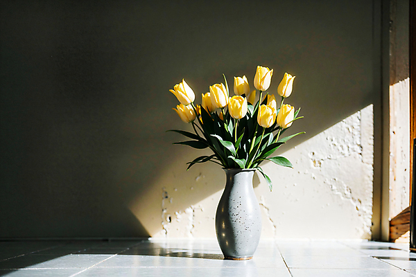 JPG 스튜디오촬영 편집이미지 벽 실내 그림자 사람없음 빛 노란색 꽃병 튤립 편집실사 AI포토 AI콘텐츠 꽃 컬러 내부 CG 파일형식