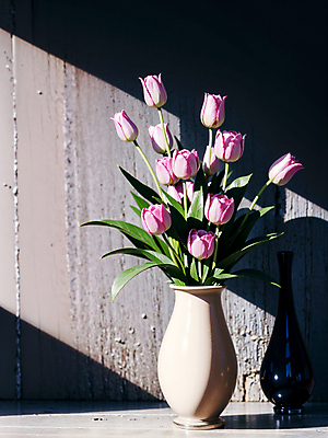 JPG 스튜디오촬영 편집이미지 벽 실내 그림자 사람없음 빛 꽃병 튤립 편집실사 AI포토 AI콘텐츠 꽃 내부 CG 파일형식