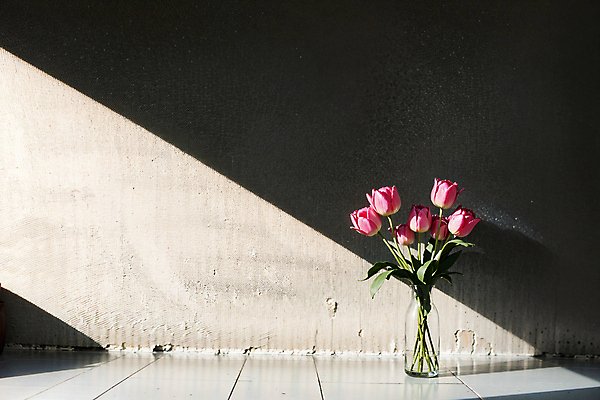 JPG 스튜디오촬영 편집이미지 벽 분홍색 유리병 실내 그림자 사람없음 빛 꽃병 튤립 편집실사 AI포토 AI콘텐츠 꽃 컬러 병_용기 내부 CG 파일형식