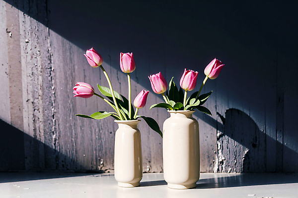 JPG 스튜디오촬영 편집이미지 분홍색 실내 그림자 사람없음 빛 꽃병 튤립 나무벽 편집실사 AI포토 AI콘텐츠 꽃 벽 컬러 내부 목재 CG 파일형식