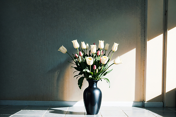 JPG 스튜디오촬영 편집이미지 벽 실내 그림자 사람없음 빛 꽃병 튤립 흰색 편집실사 AI포토 AI콘텐츠 꽃 컬러 내부 CG 파일형식