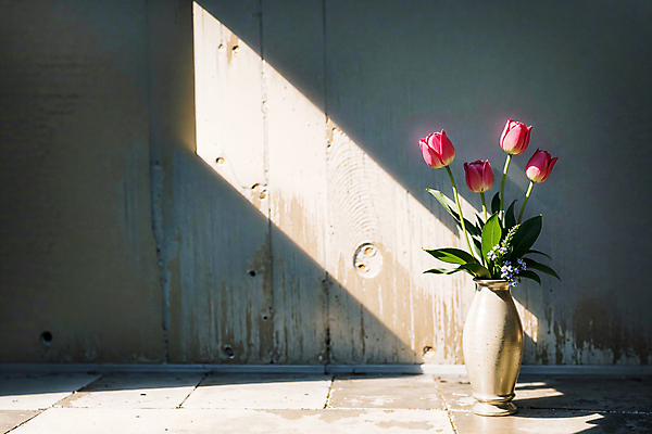 JPG 스튜디오촬영 편집이미지 벽 분홍색 실내 그림자 사람없음 빛 꽃병 튤립 편집실사 AI포토 AI콘텐츠 꽃 컬러 내부 CG 파일형식