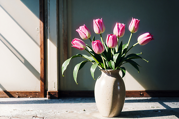 JPG 스튜디오촬영 편집이미지 실내 그림자 사람없음 빛 꽃병 튤립 편집실사 AI포토 AI콘텐츠 꽃 내부 CG 파일형식