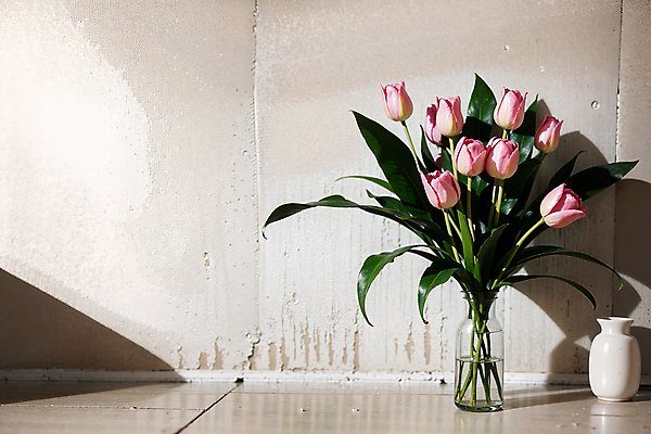 JPG 스튜디오촬영 편집이미지 벽 분홍색 실내 그림자 사람없음 빛 꽃병 튤립 편집실사 AI포토 AI콘텐츠 꽃 컬러 내부 CG 파일형식