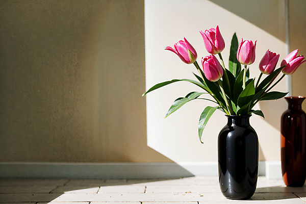 JPG 스튜디오촬영 편집이미지 벽 분홍색 실내 그림자 사람없음 빛 꽃병 튤립 편집실사 AI포토 AI콘텐츠 꽃 컬러 내부 CG 파일형식