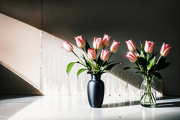 JPG 스튜디오촬영 편집이미지 벽 유리병 실내 그림자 사람없음 빛 꽃병 튤립 편집실사 AI포토 AI콘텐츠 꽃 병_용기 내부 CG 파일형식