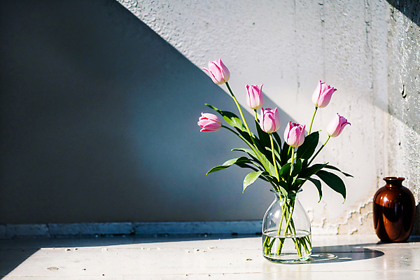 JPG 스튜디오촬영 편집이미지 벽 분홍색 유리병 실내 그림자 사람없음 빛 꽃병 튤립 편집실사 AI포토 AI콘텐츠 꽃 컬러 병_용기 내부 CG 파일형식