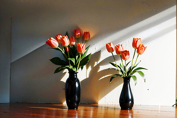 JPG 스튜디오촬영 편집이미지 벽 실내 그림자 사람없음 빛 꽃병 주황색 튤립 편집실사 AI포토 AI콘텐츠 꽃 컬러 내부 CG 파일형식