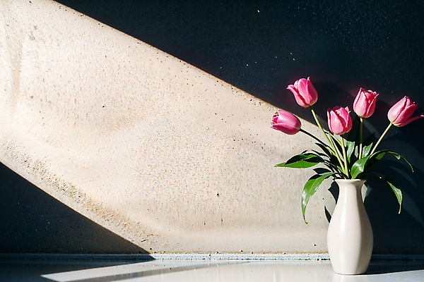 JPG 스튜디오촬영 편집이미지 벽 분홍색 실내 그림자 사람없음 빛 꽃병 튤립 편집실사 AI포토 AI콘텐츠 꽃 컬러 내부 CG 파일형식