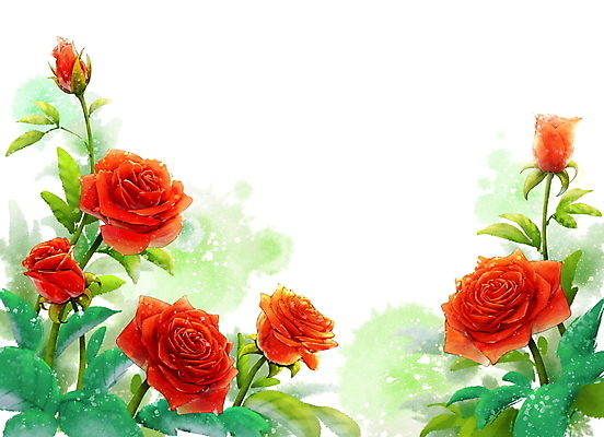 PSD 백그라운드 잎 일러스트 여름꽃 자연 붓터치 수채화 사람없음 빨간색 여름 장미 번짐 손그림 카피스페이스 국내일러스트 식물 계절 꽃 컬러 공백 생태계 파일형식 효과 여름_계절