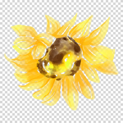 편집이미지 여름꽃 해바라기 수채화 누끼 사람없음 여름 노란색 손그림 PNG 계절 꽃 컬러 파일형식 여름_계절
