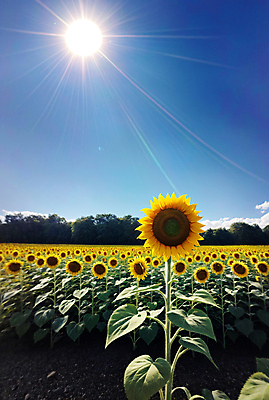 JPG 주간 편집이미지 꽃밭 하늘 해바라기 풍경 사람없음 야외 여름 햇빛 편집실사 AI포토 AI콘텐츠 자연요소 계절 꽃 태양 CG 파일형식