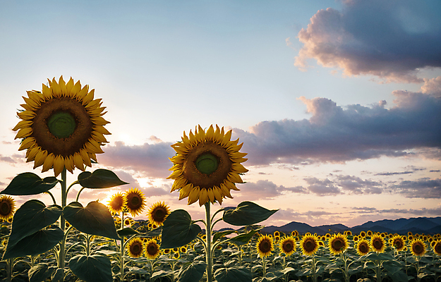 JPG 주간 구름 편집이미지 꽃밭 하늘 해바라기 풍경 사람없음 야외 여름 일몰 편집실사 AI포토 AI콘텐츠 자연요소 계절 꽃 노을 CG 파일형식
