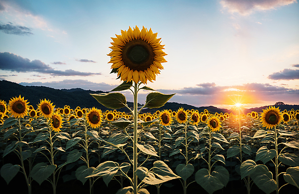 JPG 주간 구름 편집이미지 꽃밭 하늘 해바라기 풍경 사람없음 야외 여름 햇빛 일몰 편집실사 AI포토 AI콘텐츠 자연요소 계절 꽃 태양 노을 CG 파일형식