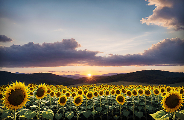 JPG 주간 구름 편집이미지 꽃밭 하늘 해바라기 산 풍경 사람없음 야외 여름 햇빛 일몰 편집실사 AI포토 AI콘텐츠 자연요소 계절 꽃 태양 노을 CG 파일형식