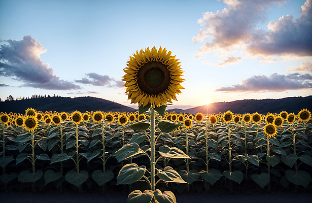 JPG 주간 구름 편집이미지 꽃밭 하늘 해바라기 풍경 사람없음 야외 여름 일몰 편집실사 AI포토 AI콘텐츠 자연요소 계절 꽃 노을 CG 파일형식