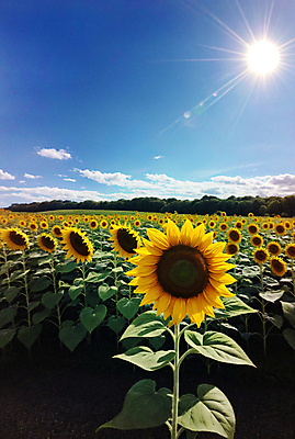 JPG 주간 구름 편집이미지 꽃밭 하늘 해바라기 풍경 사람없음 야외 여름 햇빛 태양 맑음 편집실사 AI포토 AI콘텐츠 자연요소 계절 꽃 날씨 CG 파일형식