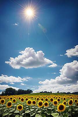 JPG 주간 구름 편집이미지 꽃밭 하늘 해바라기 풍경 사람없음 야외 여름 햇빛 태양 맑음 편집실사 AI포토 AI콘텐츠 자연요소 계절 꽃 날씨 CG 파일형식