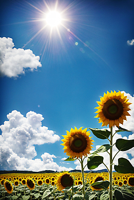 JPG 주간 구름 편집이미지 꽃밭 하늘 해바라기 풍경 사람없음 야외 여름 햇빛 태양 맑음 편집실사 AI포토 AI콘텐츠 자연요소 계절 꽃 날씨 CG 파일형식