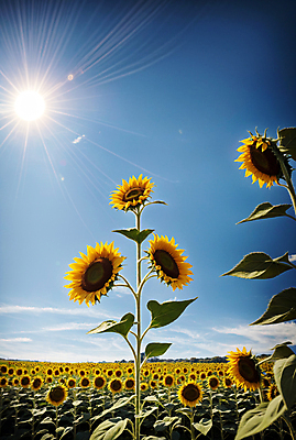 JPG 주간 구름 편집이미지 꽃밭 하늘 해바라기 풍경 사람없음 야외 여름 햇빛 태양 맑음 편집실사 AI포토 AI콘텐츠 자연요소 계절 꽃 날씨 CG 파일형식
