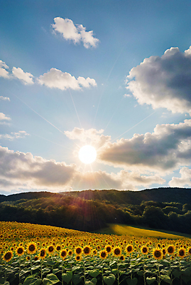 JPG 주간 구름 편집이미지 꽃밭 하늘 해바라기 풍경 사람없음 야외 여름 햇빛 일몰 편집실사 AI포토 AI콘텐츠 자연요소 계절 꽃 태양 노을 CG 파일형식