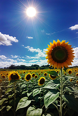 JPG 주간 구름 편집이미지 꽃밭 하늘 해바라기 풍경 사람없음 야외 여름 햇빛 맑음 편집실사 AI포토 AI콘텐츠 자연요소 계절 꽃 날씨 태양 CG 파일형식