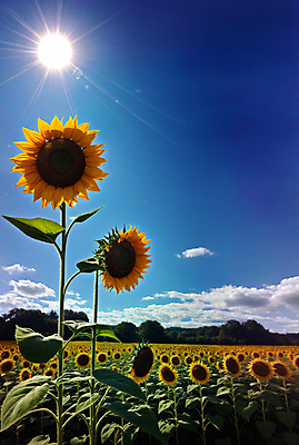 JPG 주간 구름 편집이미지 꽃밭 하늘 해바라기 풍경 사람없음 야외 여름 햇빛 맑음 편집실사 AI포토 AI콘텐츠 자연요소 계절 꽃 날씨 태양 CG 파일형식