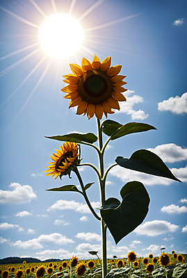 JPG 주간 구름 편집이미지 꽃밭 하늘 해바라기 풍경 사람없음 야외 여름 햇빛 맑음 편집실사 AI포토 AI콘텐츠 자연요소 계절 꽃 날씨 태양 CG 파일형식