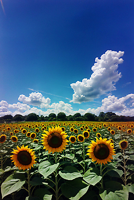JPG 주간 구름 편집이미지 꽃밭 하늘 해바라기 풍경 사람없음 야외 여름 맑음 편집실사 AI포토 AI콘텐츠 자연요소 계절 꽃 날씨 CG 파일형식
